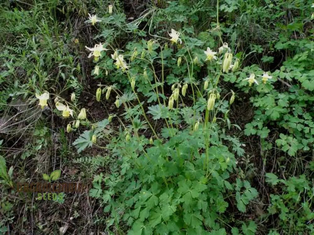 Aquilegia Flavescens Seeds – Rare Yellow Columbine Variety for Garden Landscaping - Image 5
