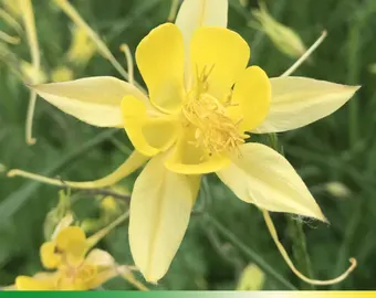 Aquilegia Flavescens Seeds – Rare Yellow Columbine Variety for Garden Landscaping - Image 6
