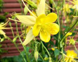 Aquilegia Flavescens Seeds – Rare Yellow Columbine Variety for Garden Landscaping - Image 7