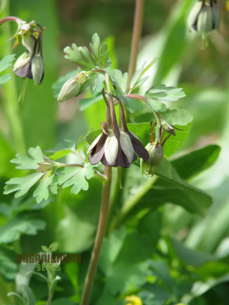 Buy Aquilegia Viridiflora Seeds for Gardening Enthusiasts | High-Quality Columbine Seeds