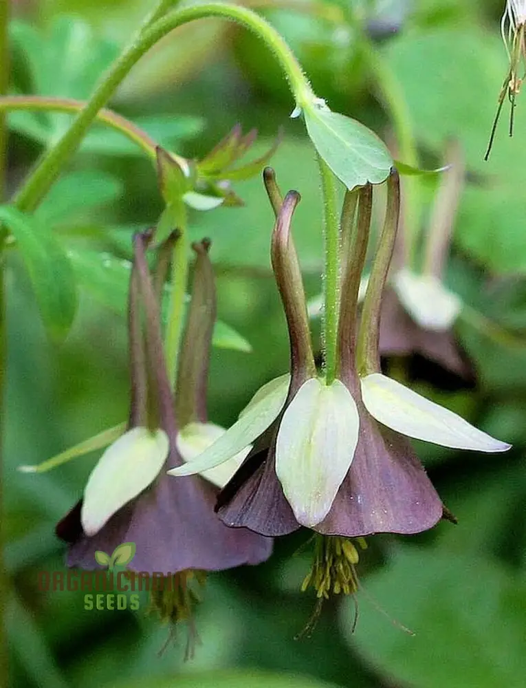 Buy Aquilegia Viridiflora Seeds for Gardening Enthusiasts | High-Quality Columbine Seeds - Image 3