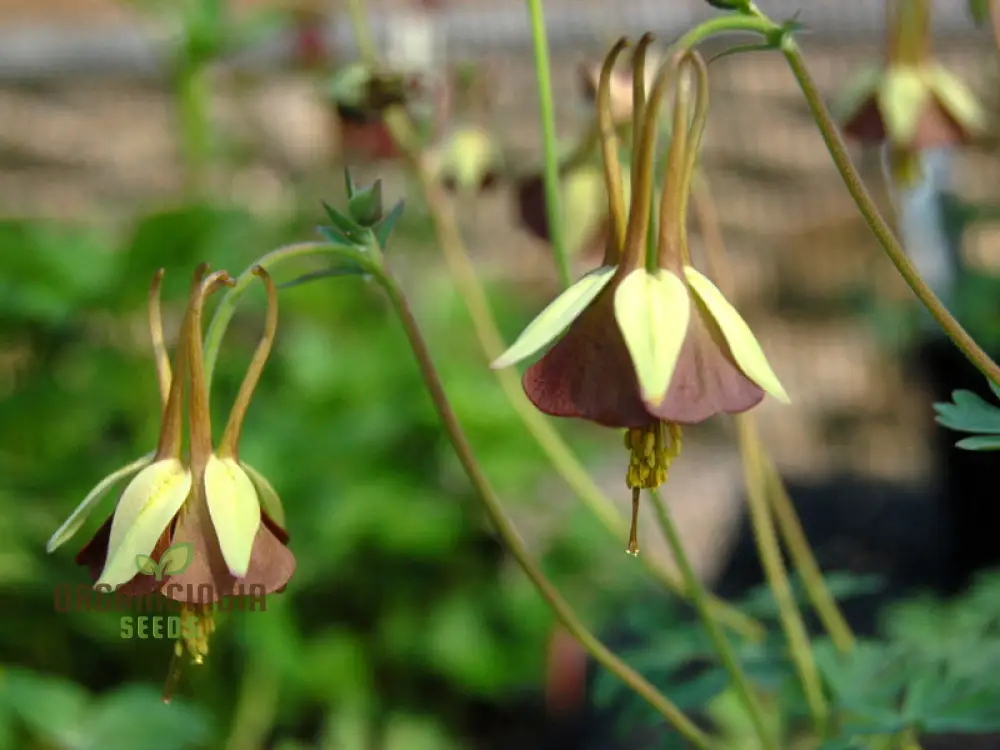 Buy Aquilegia Viridiflora Seeds for Gardening Enthusiasts | High-Quality Columbine Seeds - Image 4