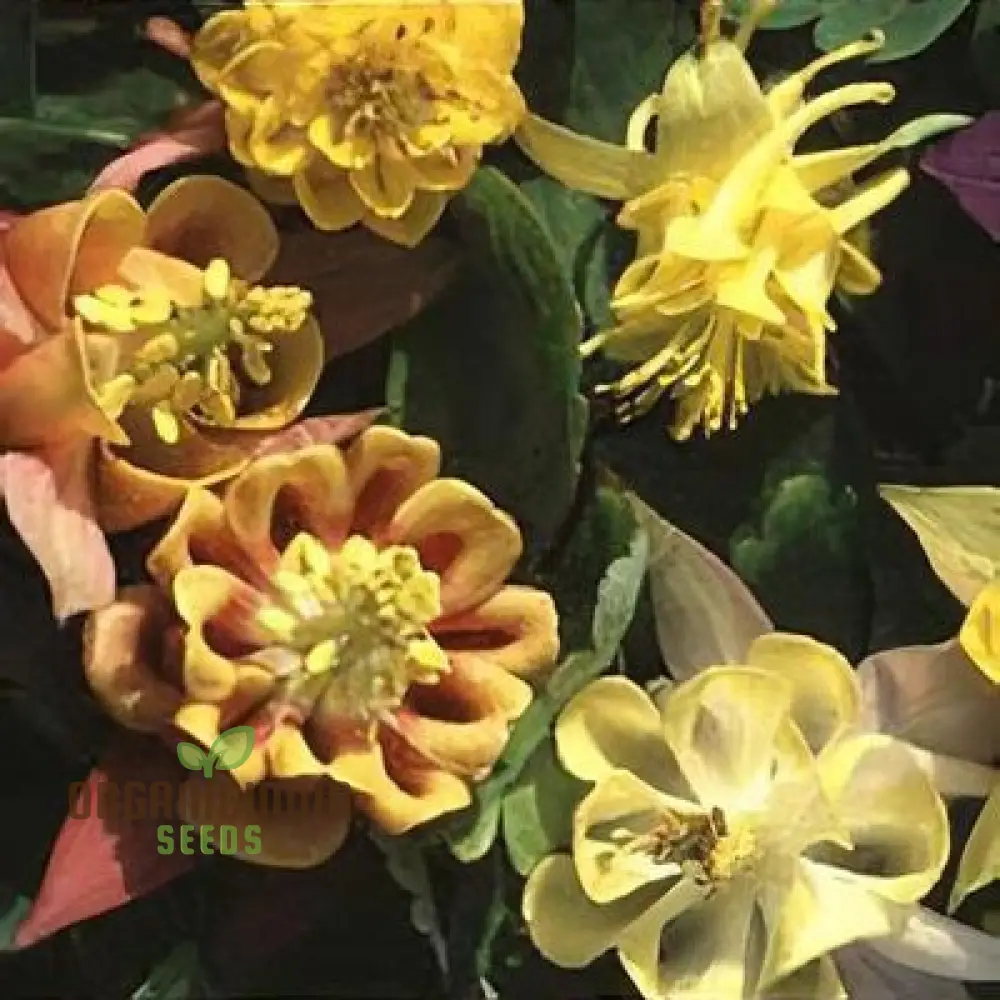 Aquilegia Vulgaris 'Oranges And Lemons' Seeds for Gardening | Rare Perennial Flower Seeds