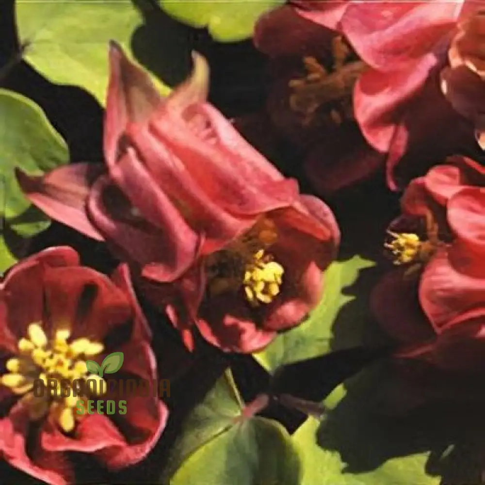 Aquilegia Vulgaris 'Oranges And Lemons' Seeds for Gardening | Rare Perennial Flower Seeds - Image 4