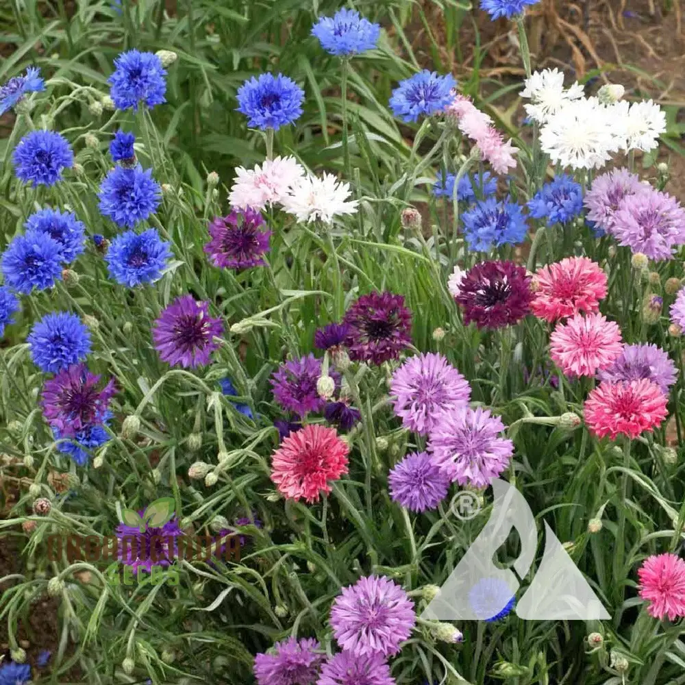Cornflower Dwarf Polka Dot Mix Seeds - Premium Gardening Variety for Beautiful Blooms