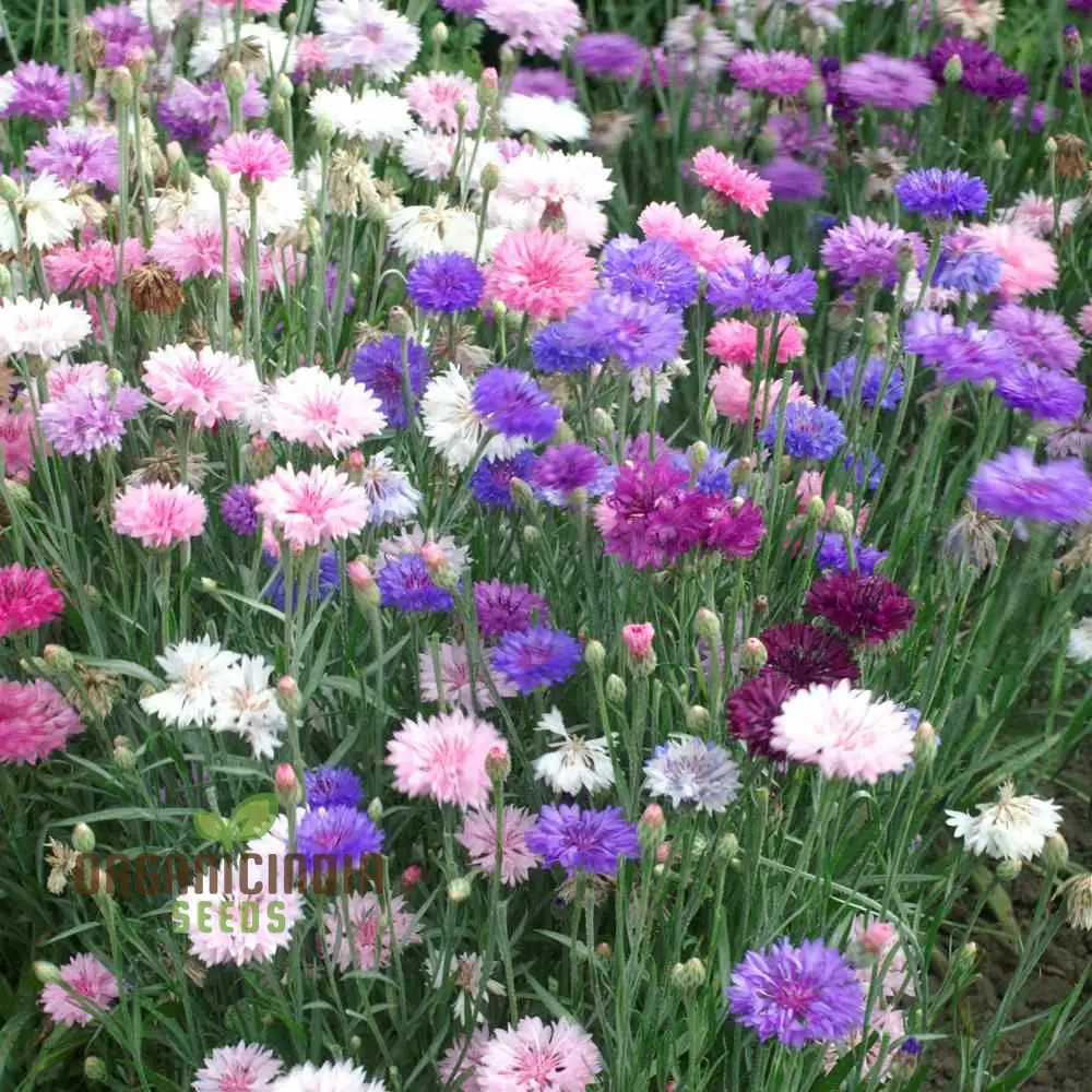 Cornflower Dwarf Polka Dot Mix Seeds - Premium Gardening Variety for Beautiful Blooms - Image 3