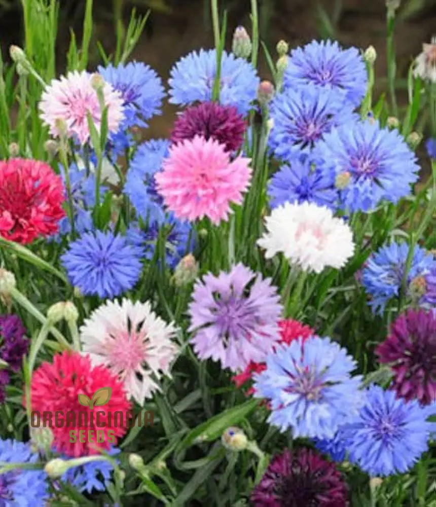 Cornflower Dwarf Polka Dot Mix Seeds - Premium Gardening Variety for Beautiful Blooms - Image 4