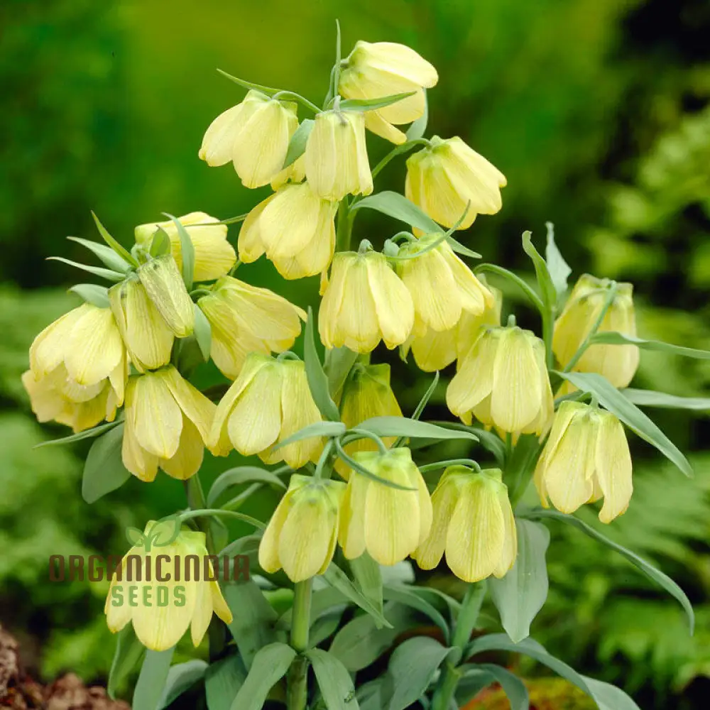 Buy Fritillaria Pallidiflora Seeds for Your Garden, Planting Made Easy - Image 3