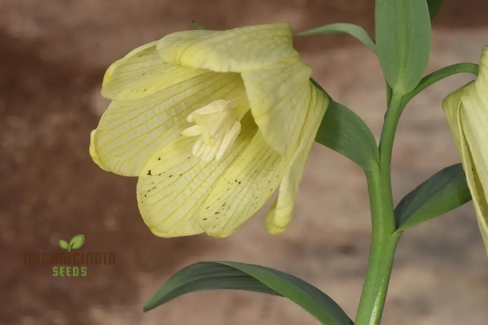 Buy Fritillaria Pallidiflora Seeds for Your Garden, Planting Made Easy - Image 4