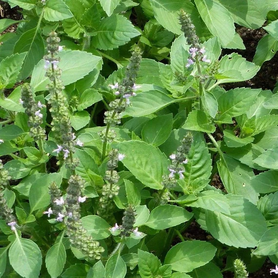 Holy Basil Seeds (Tulsi) – Premium Organic Seeds for Aromatic & Medicinal Herb Gardening - Image 2