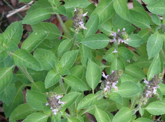 Holy Basil Seeds (Tulsi) – Premium Organic Seeds for Aromatic & Medicinal Herb Gardening - Image 3