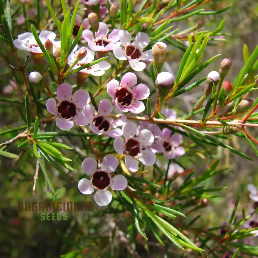 Quality Wax Flower Seeds Mix for Planting | Organic Vegetable Seeds Online