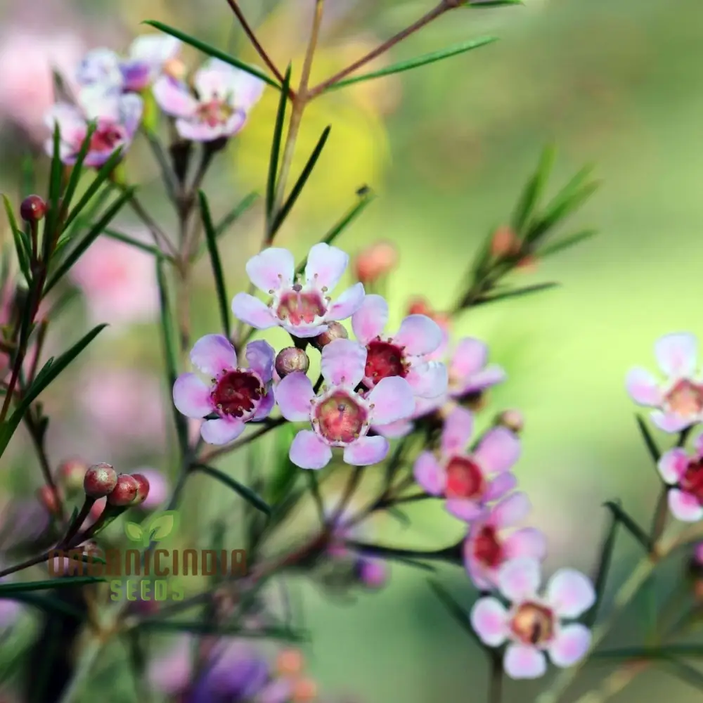 Quality Wax Flower Seeds Mix for Planting | Organic Vegetable Seeds Online - Image 3