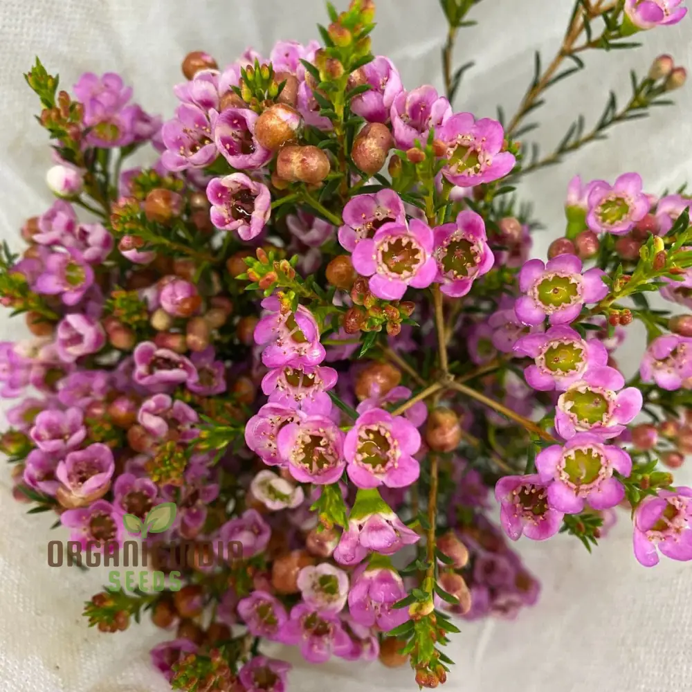Quality Wax Flower Seeds Mix for Planting | Organic Vegetable Seeds Online - Image 4
