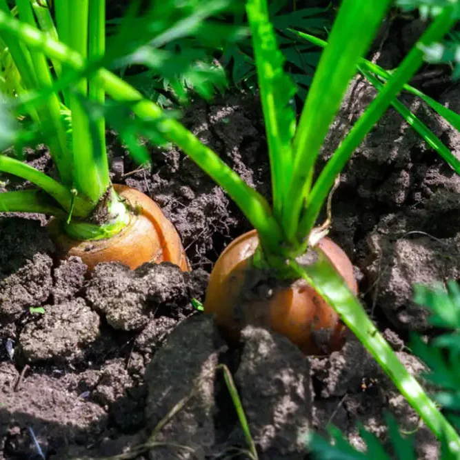 Embark on a Colorful Journey with Rainbow Carrot Vegetable Seeds, Planting and Gardening for Vibrant Harvests