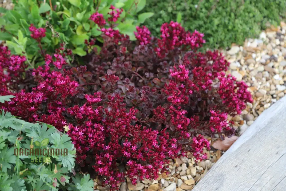 Buy Sedum Spurium 'Voodoo' Seeds for Gardening Enthusiasts | Hardy Perennial Plant Seeds - Image 4
