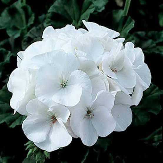 White Geranium Seeds – Pelargonium Seeds for Elegant Garden Blooms - Image 5