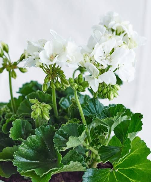 White Geranium Seeds – Pelargonium Seeds for Elegant Garden Blooms - Image 6