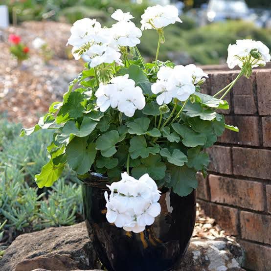White Geranium Seeds – Pelargonium Seeds for Elegant Garden Blooms - Image 7