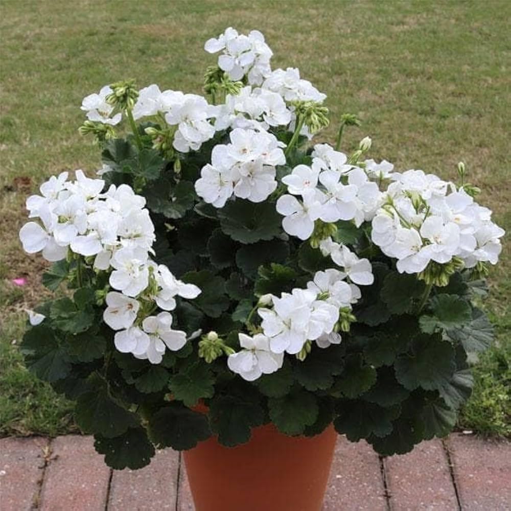 White Geranium Seeds – Pelargonium Seeds for Elegant Garden Blooms - Image 8