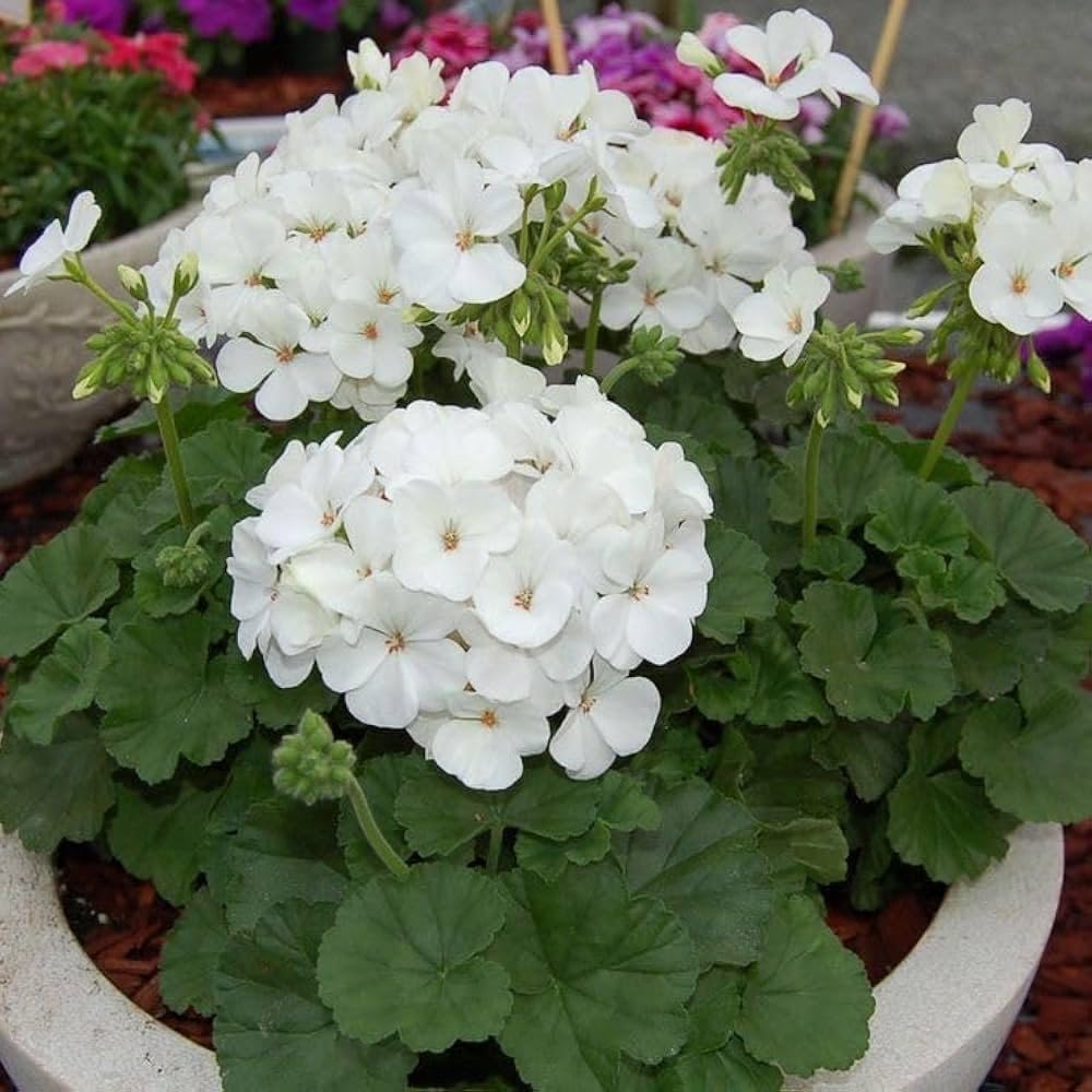 White Geranium Seeds – Pelargonium Seeds for Elegant Garden Blooms - Image 9