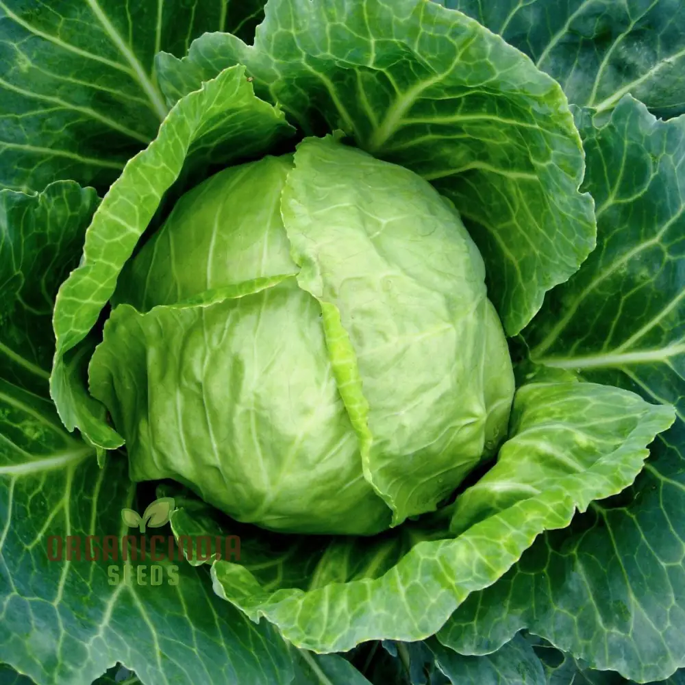 CABBAGE DURHAM EARLY Seeds | Premium Garden Seeds for Your Best Harvest