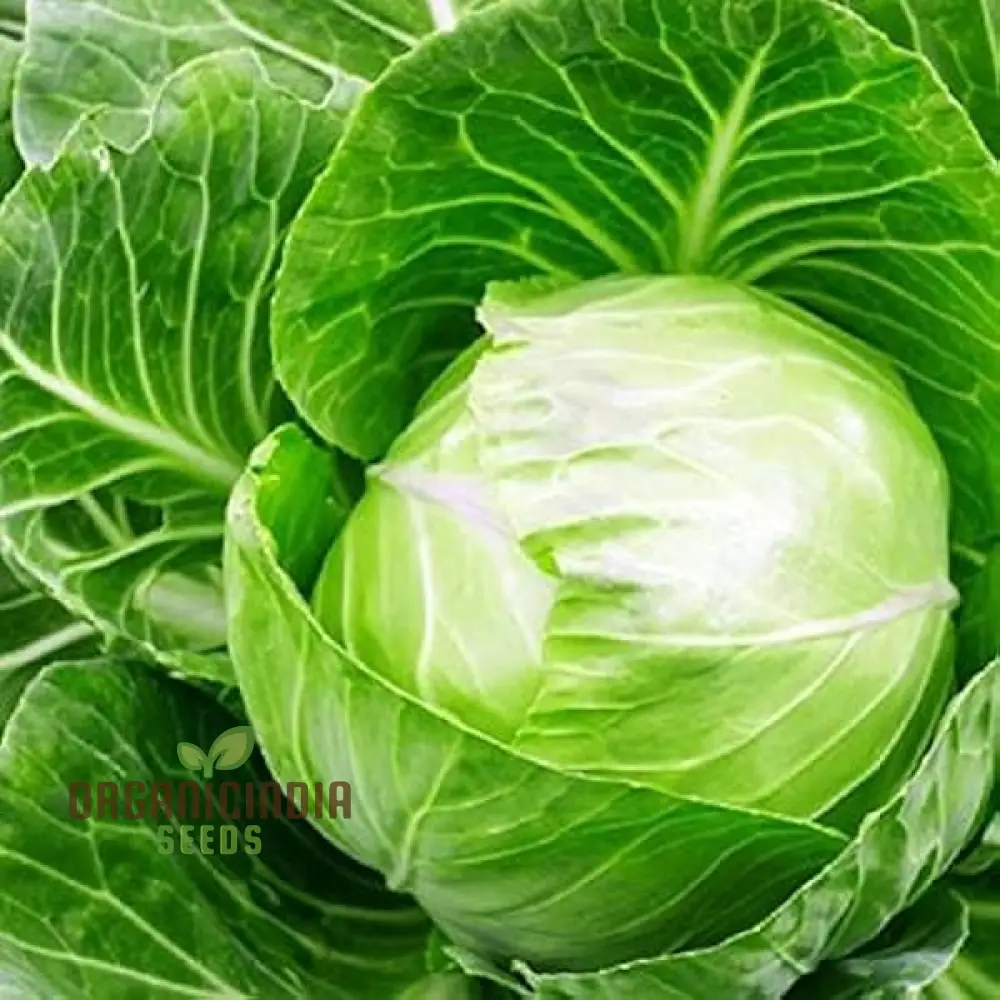 CABBAGE DURHAM EARLY Seeds | Premium Garden Seeds for Your Best Harvest - Image 3