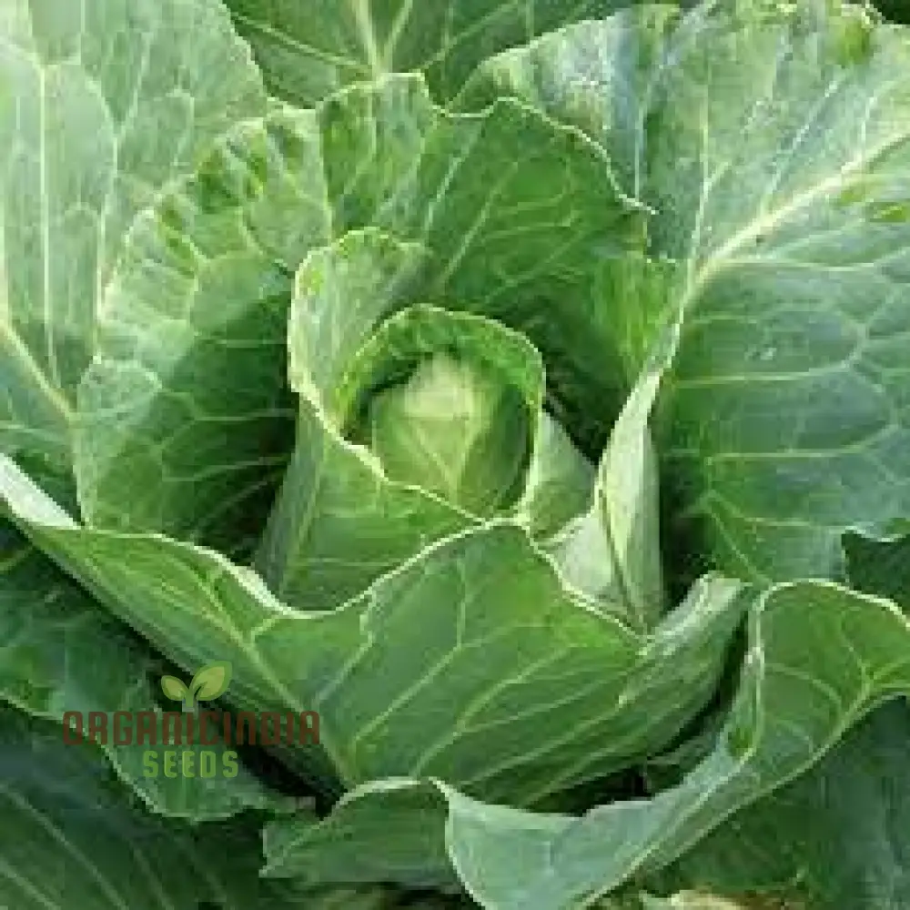 CABBAGE DURHAM EARLY Seeds | Premium Garden Seeds for Your Best Harvest - Image 4