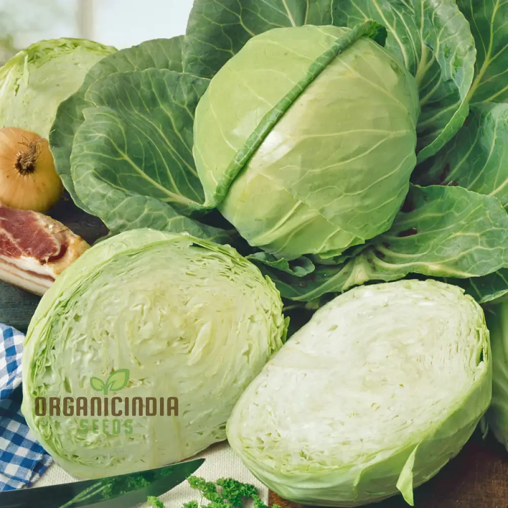 Cabbage Golden Acre Seeds for Gardening Enthusiasts - Buy Organic Seeds Online - Image 3