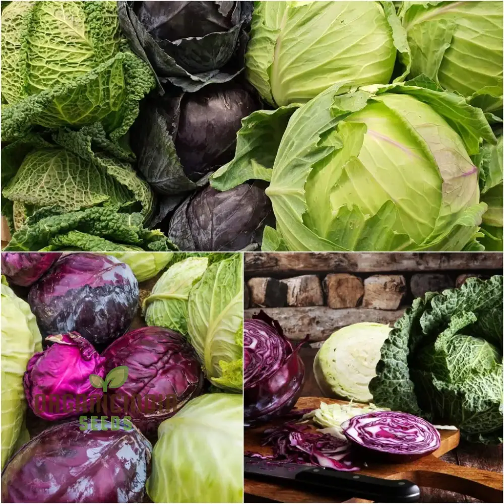 Cabbage - Heirloom Mix Seeds For Planting, Premium Collection for Your Garden
