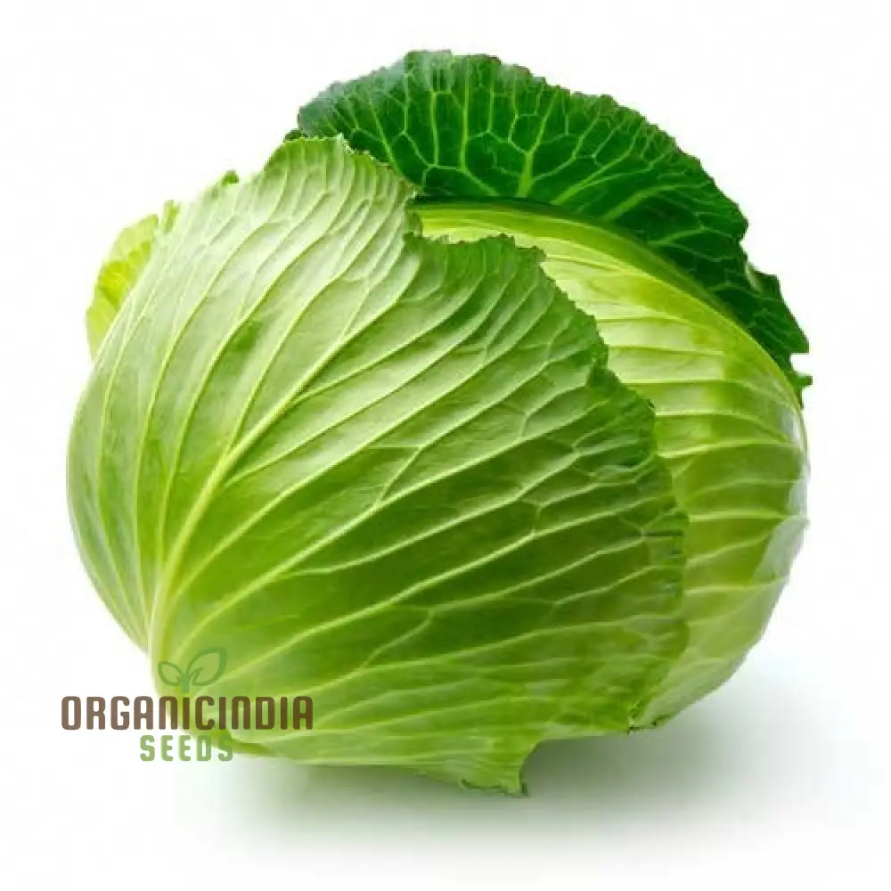 Cabbage - Heirloom Mix Seeds For Planting, Premium Collection for Your Garden - Image 3