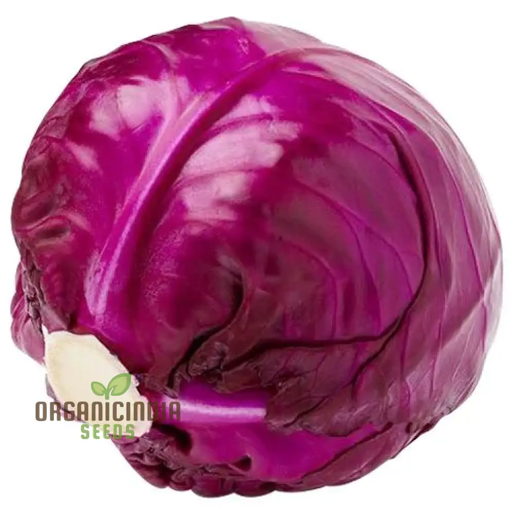 Cabbage - Heirloom Mix Seeds For Planting, Premium Collection for Your Garden - Image 4