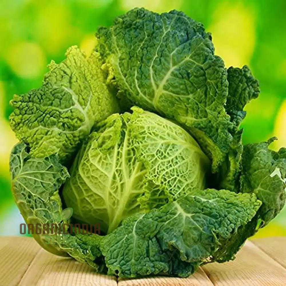 CABBAGE ORMSKIRK Seeds for Your Gardening Needs