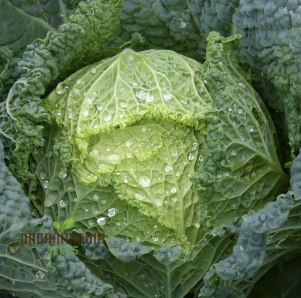 CABBAGE ORMSKIRK Seeds for Your Gardening Needs - Image 3