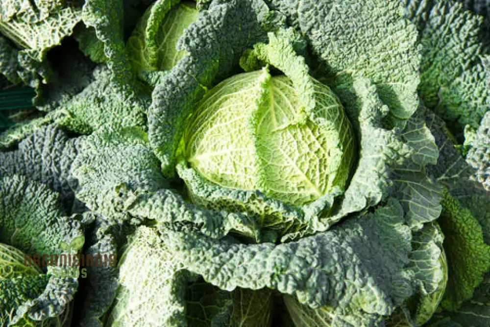 CABBAGE ORMSKIRK Seeds for Your Gardening Needs - Image 4