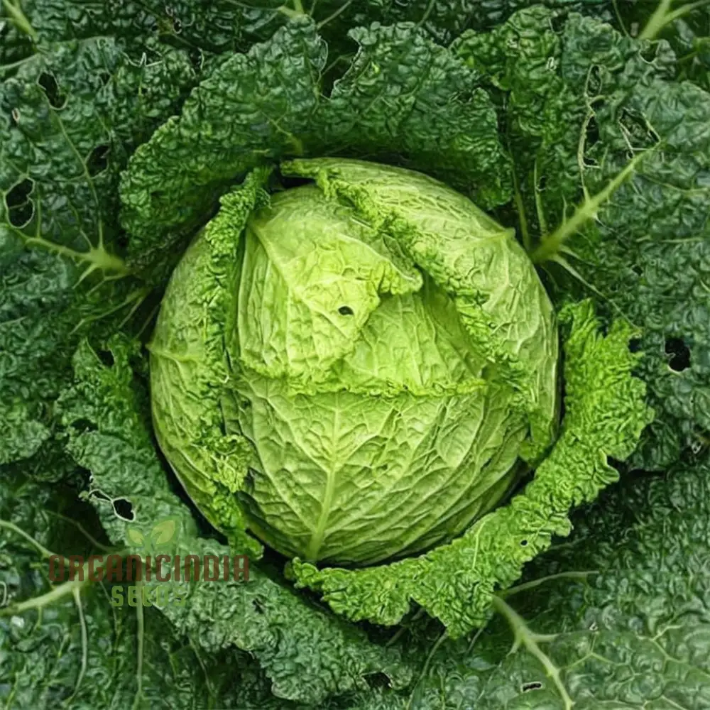 Cabbage Rigoletto Vegetable Seeds, Cultivate Healthy and Flavorful Cabbage with Expert Tips on Growing from Seed to Harvest