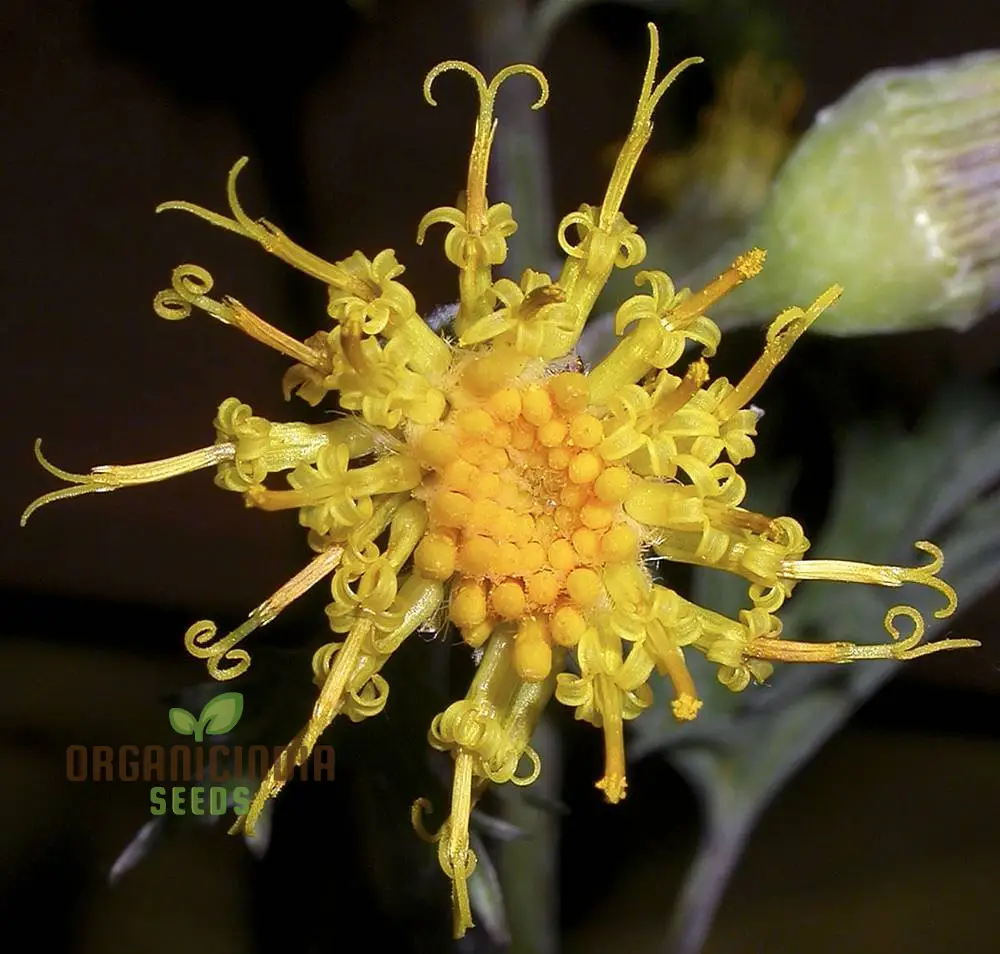 Cacaliopsis nardosmia glabrata Flower Seeds for Planting, Cultivating Exquisite Blooms with Expert Planting and Gardening Techniques