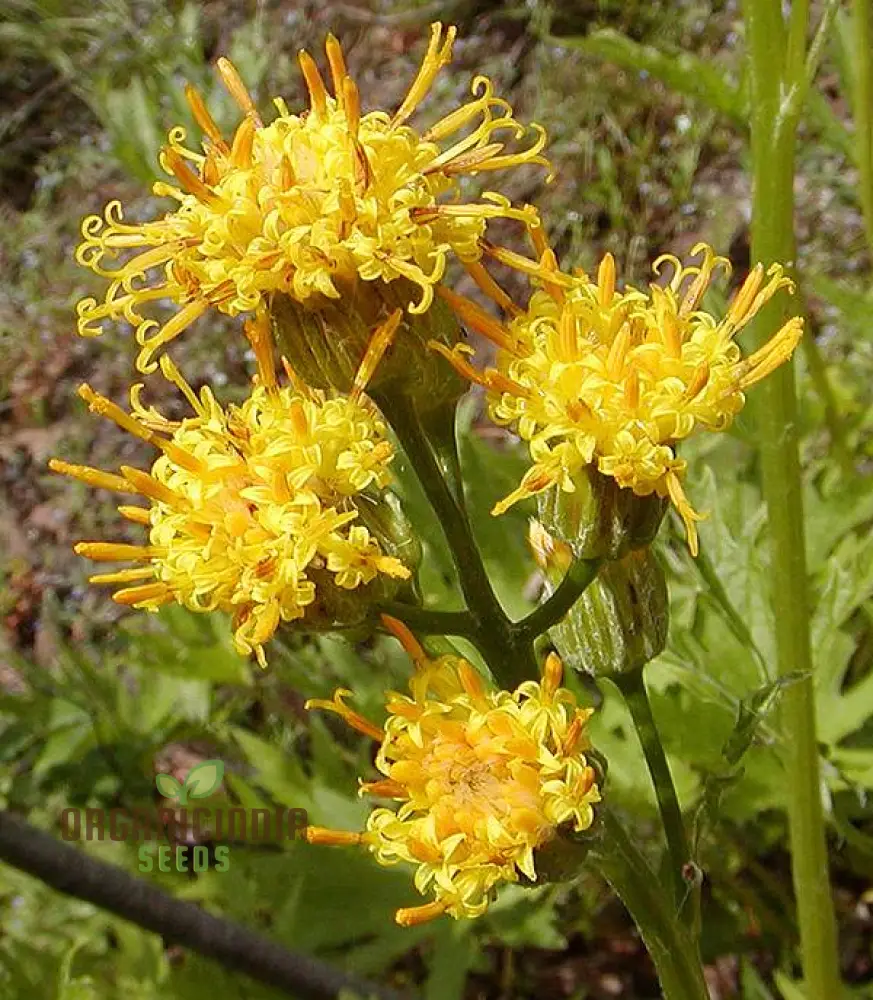 Cacaliopsis nardosmia glabrata Flower Seeds for Planting, Cultivating Exquisite Blooms with Expert Planting and Gardening Techniques - Image 4