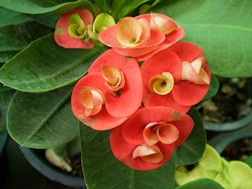 Cactus Euphorbia Milii Seeds – Thorny Crown of Thorns Flower Planting - Image 3