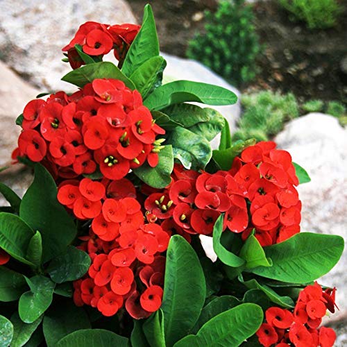 Cactus Euphorbia Milii Seeds – Thorny Crown of Thorns Flower Planting - Image 5