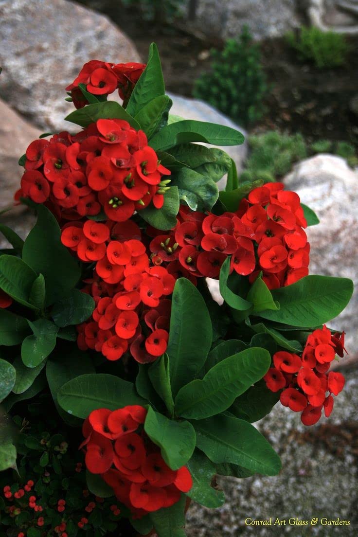 Cactus Euphorbia Milii Seeds – Thorny Crown of Thorns Flower Planting - Image 6