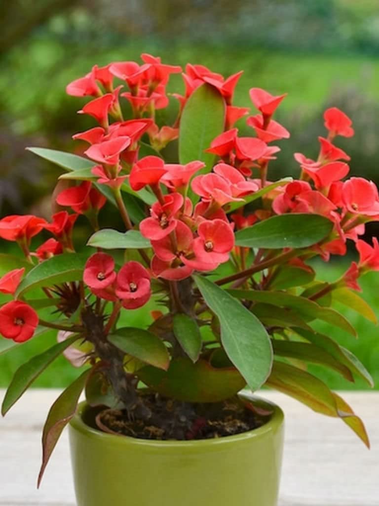 Cactus Euphorbia Milii Seeds – Thorny Crown of Thorns Flower Planting - Image 7