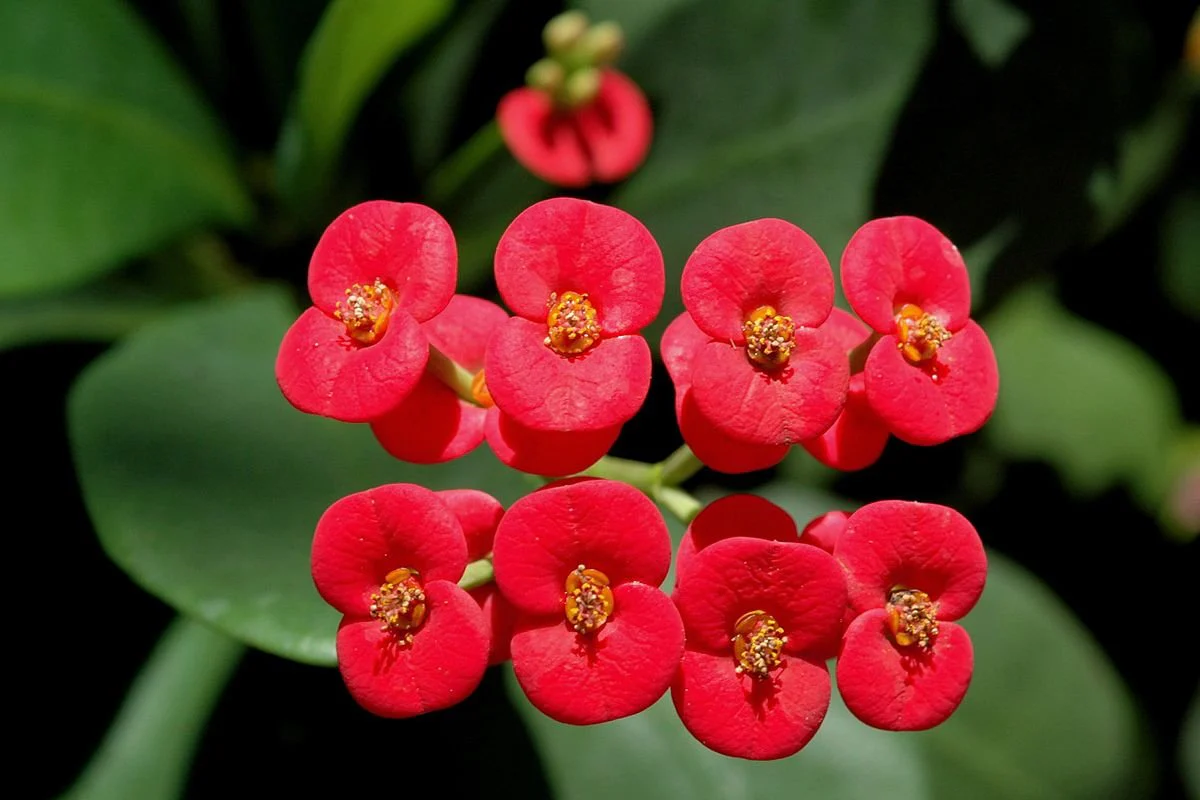 Cactus Euphorbia Milii Seeds – Thorny Crown of Thorns Flower Planting - Image 8