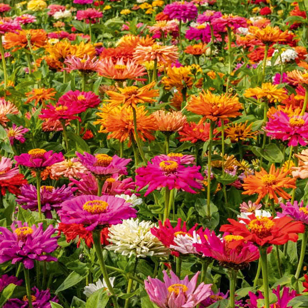 Cactus-Flowered Zinnia Seeds – Unique Spiky-Petaled Blooms for Garden Planting