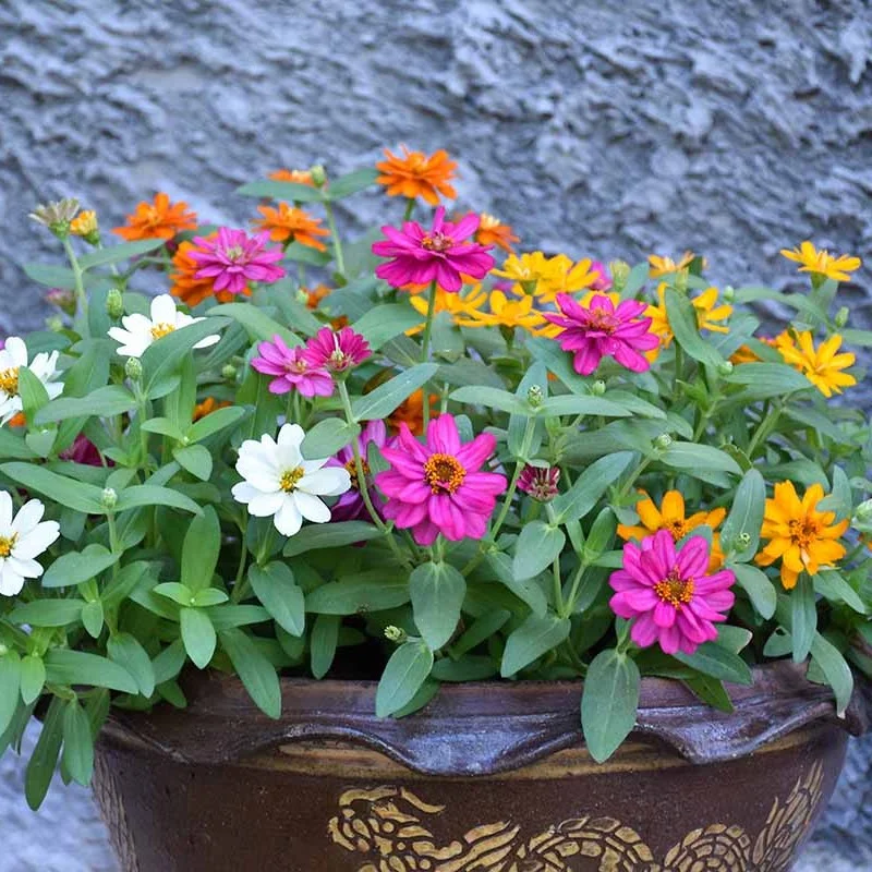 Cactus-Flowered Zinnia Seeds – Unique Spiky-Petaled Blooms for Garden Planting - Image 4