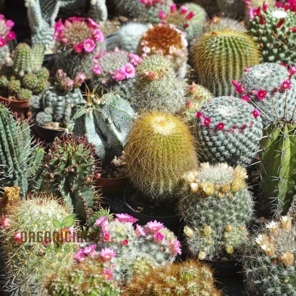 Cactus Mix Cacti Seeds for Planting, Perfect for Succulent Gardening, Ideal for Cactaceae Plant Group Enthusiasts