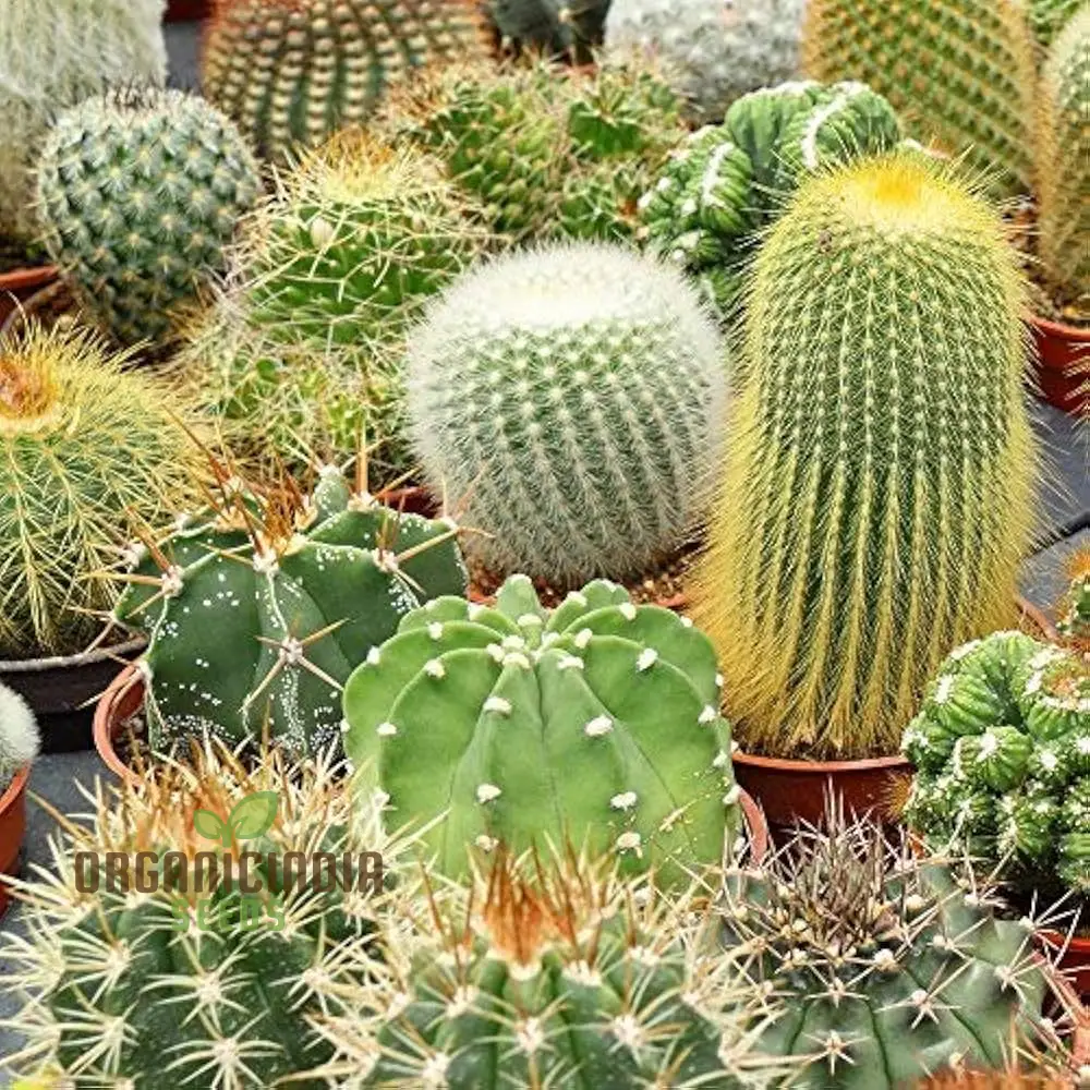 Cactus Mix Cacti Seeds for Planting, Perfect for Succulent Gardening, Ideal for Cactaceae Plant Group Enthusiasts - Image 3