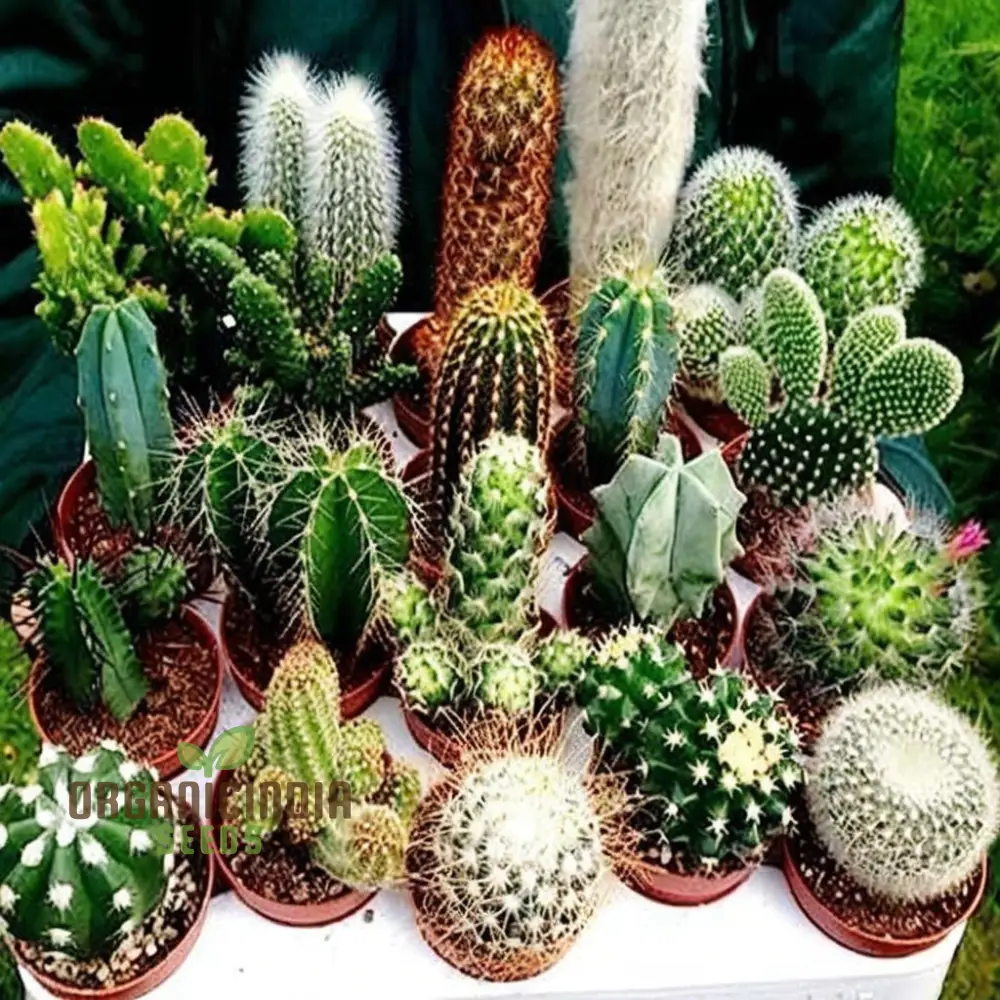 Cactus Rebutia Mix Planting Seeds, Your Key to a Thriving and Vibrant Garden Experience!