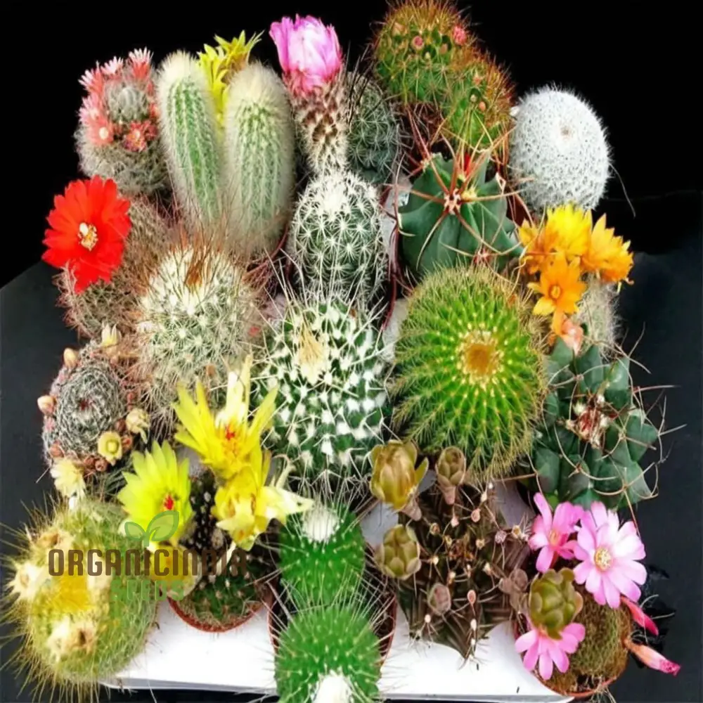 Cactus Rebutia Mix Planting Seeds, Your Key to a Thriving and Vibrant Garden Experience! - Image 3