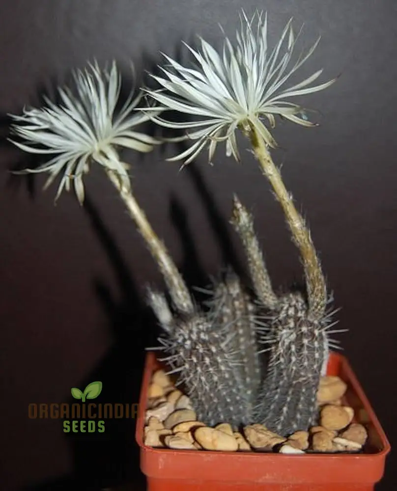 Cactus Seeds - Echinopsis Mirabilis Seeds for Planting